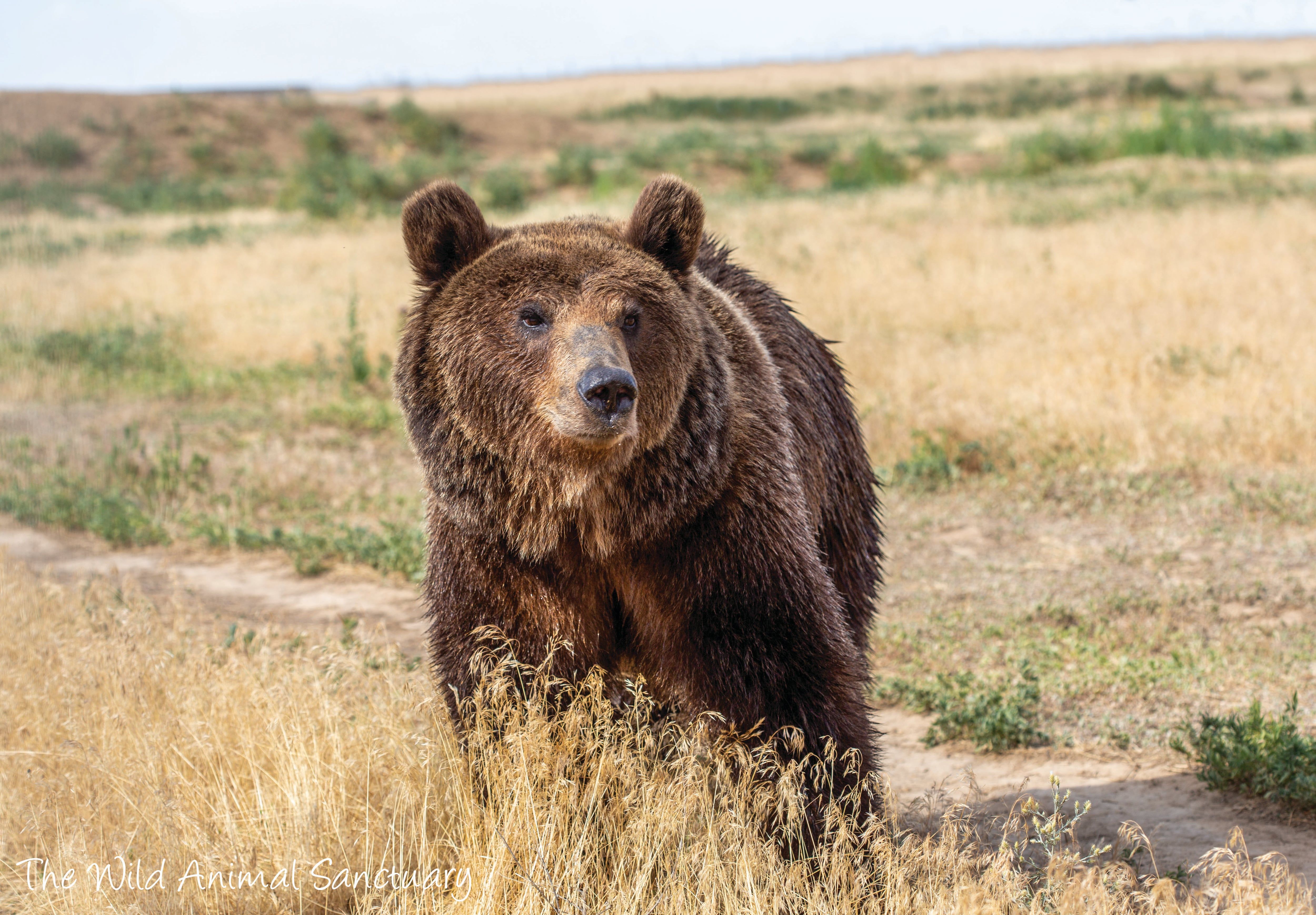 Julieta, Esperanza, Libertad y Rosa son hermanas, y sus padres son Fausto y Sorpresa.