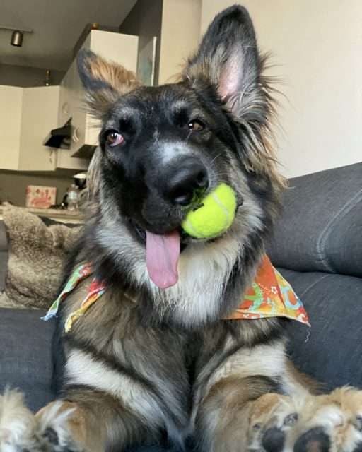 Brodie disfruta de su nueva vida. Foto: Fox News.