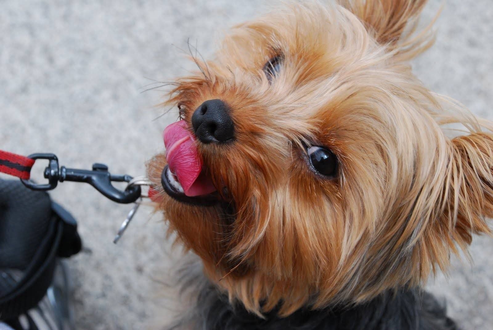 Los Yorkies representan a Géminis