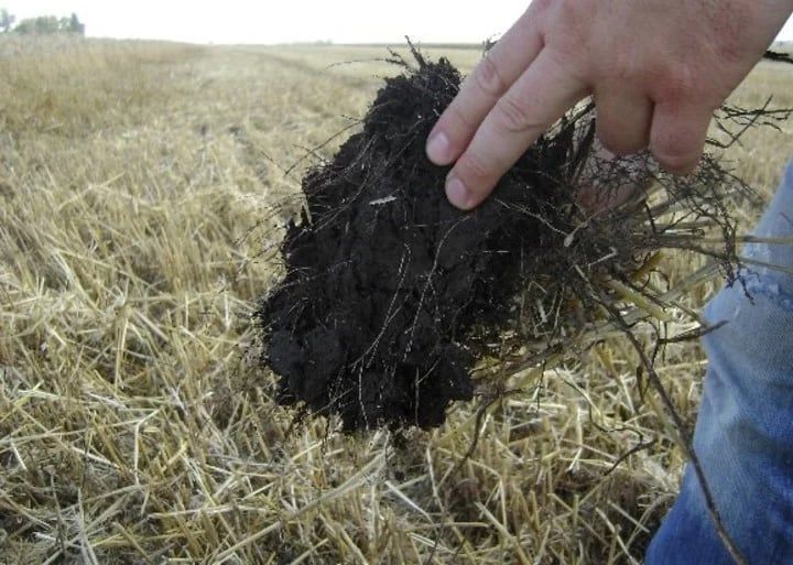 
    Con el aumento de la lluvia, las comunidades de plantas tenían raíces más gruesas que podían obstruir los poros más grandes
   