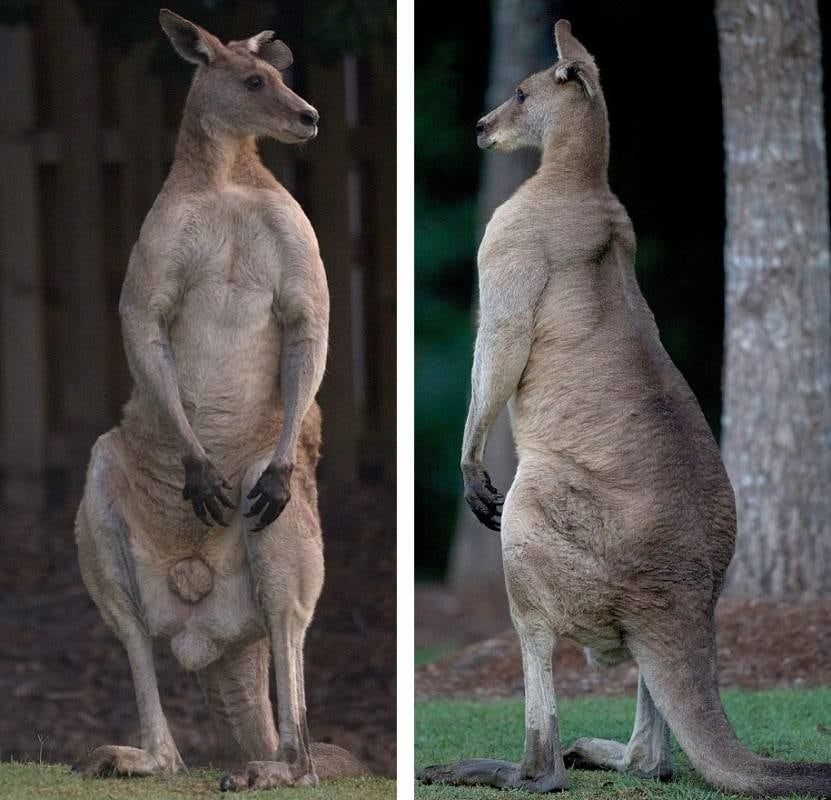 Un canguro musculoso que se transformó en la nueva atracción de Australia