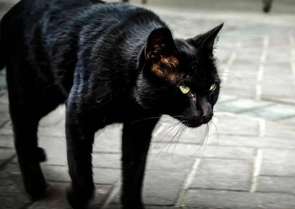 Lunes 10: cuál es el signo del zodíaco con más mala suerte (Imagen ilustrativa / Web)