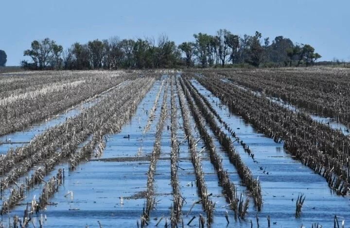 
    Los patrones de lluvia y otras condiciones ambientales están cambiando globalmente como resultado del cambio climático
   