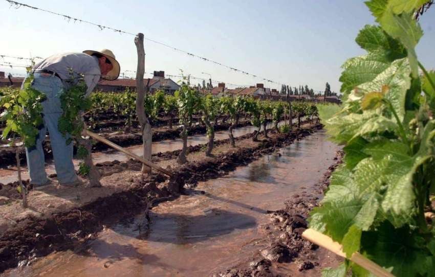 Riego a viñedos, imagen ilustrativa.