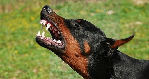 doberman