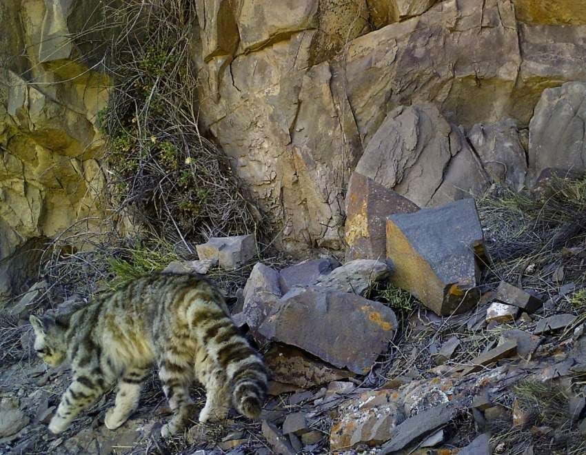 
Estiman que son 3 mil los ejemplares que habitan la zona andina desde el centro de Perú hasta neuquén | Gentileza Alianza Gato Andino
   