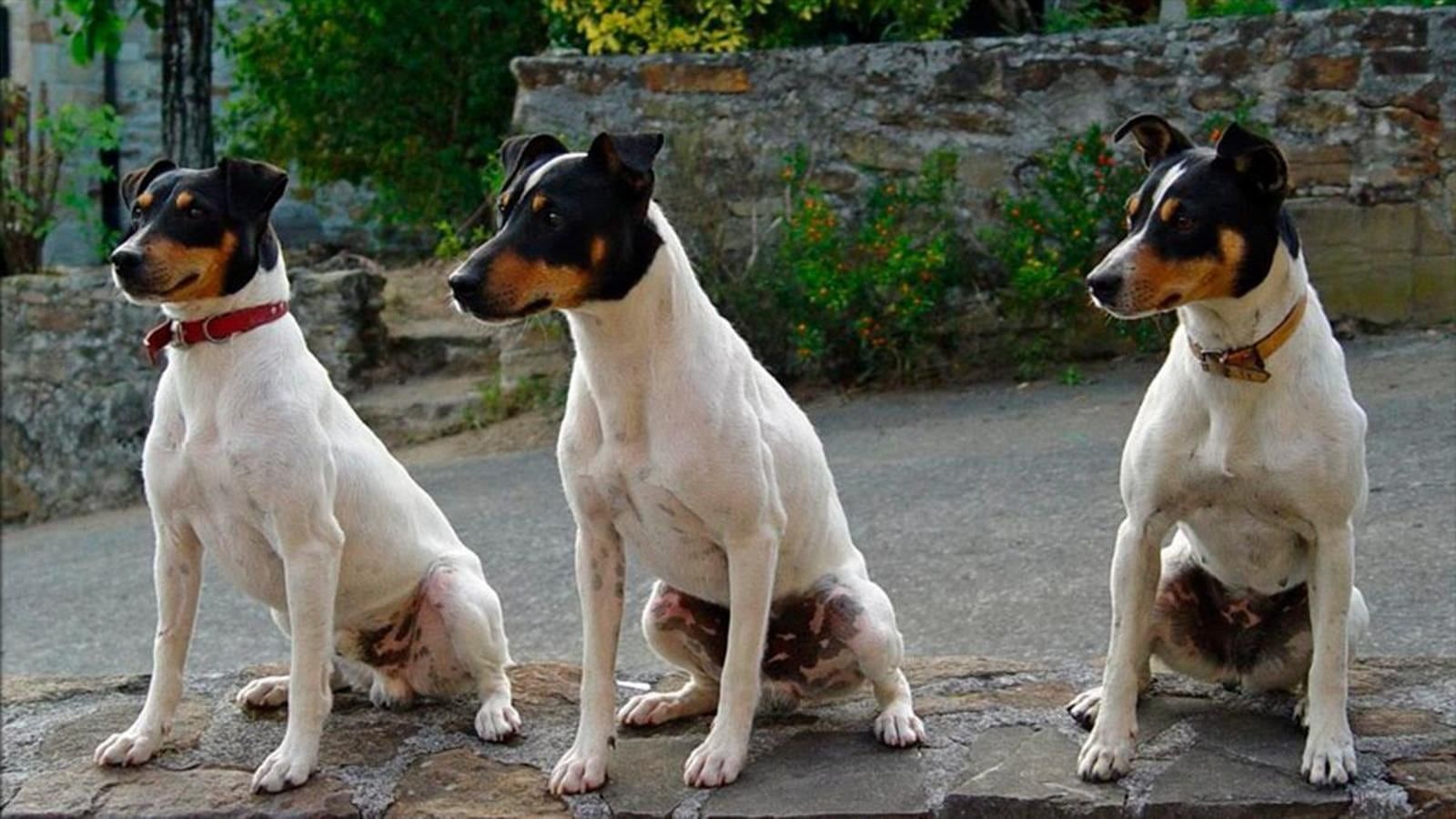 Estas son las razas de perros que son más abandonadas.