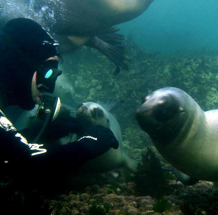 
Puerto Madryn. Buceo con lobos en el sur argentino. 

