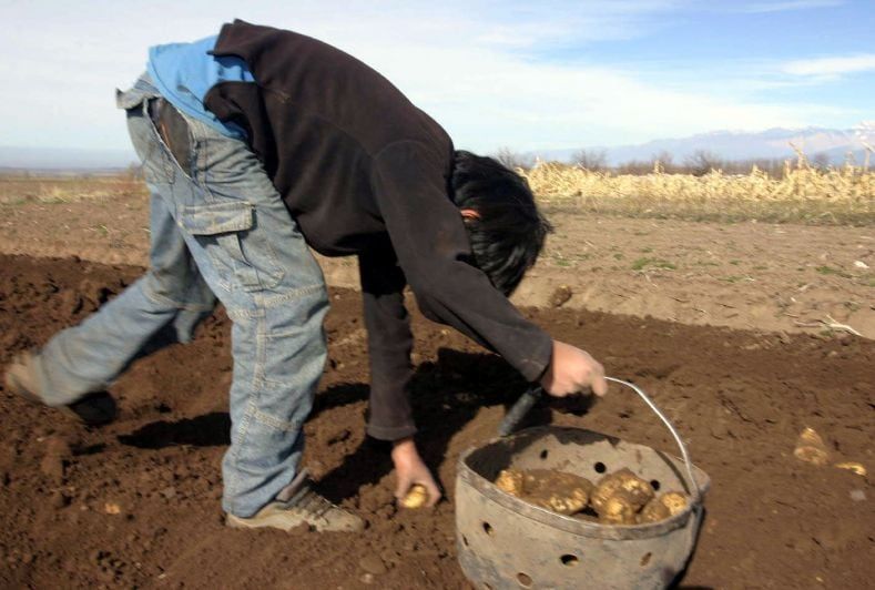 1 de cada 3 hogares dejó de comprar algún alimento por falta de dinero y eso empuja a más adolescentes al trabajo