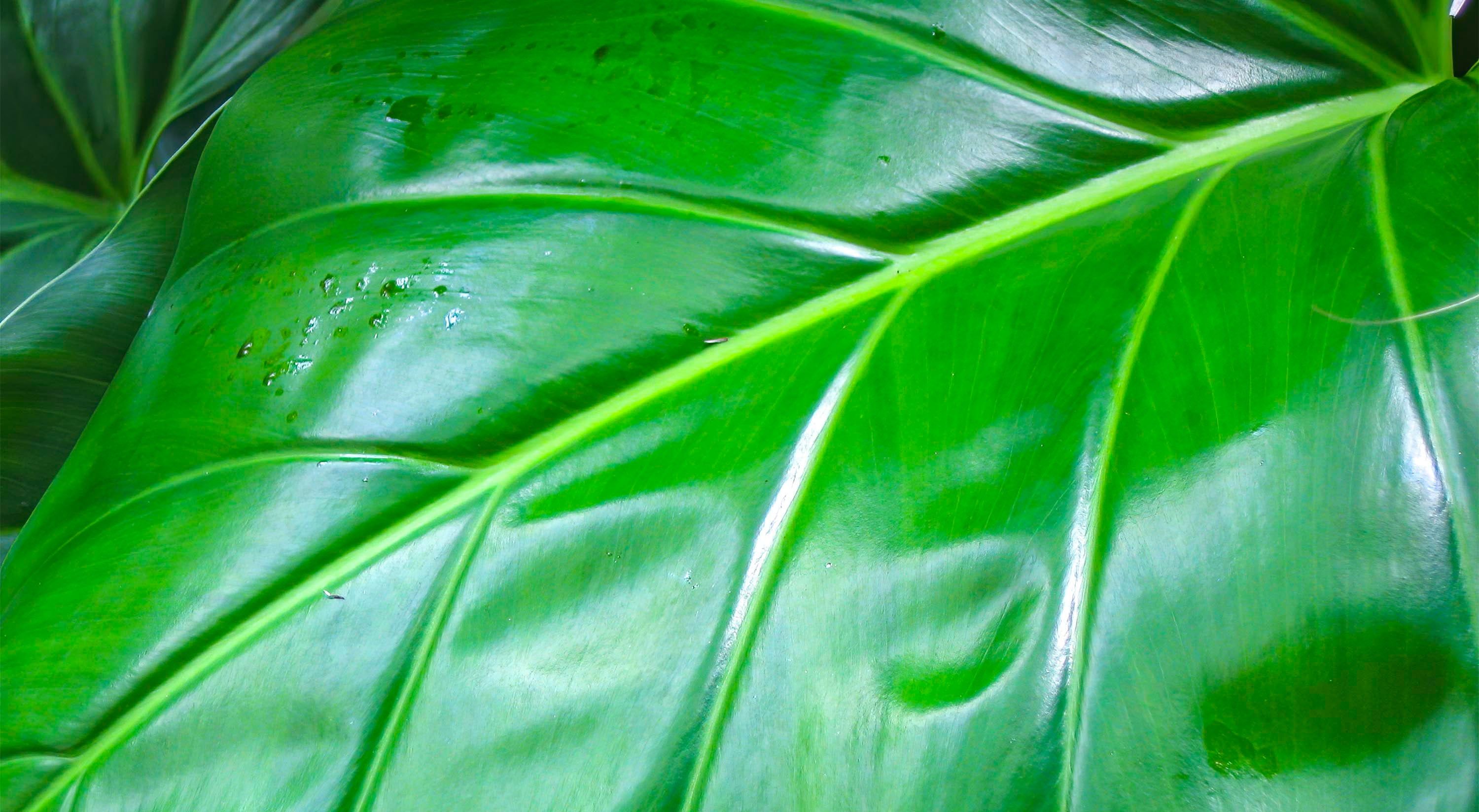 La Alocasia u "oreja de elefante" es una llamativa planta tropical, cuya temperatura ideal de cultivo está entre los 20°-24°C.