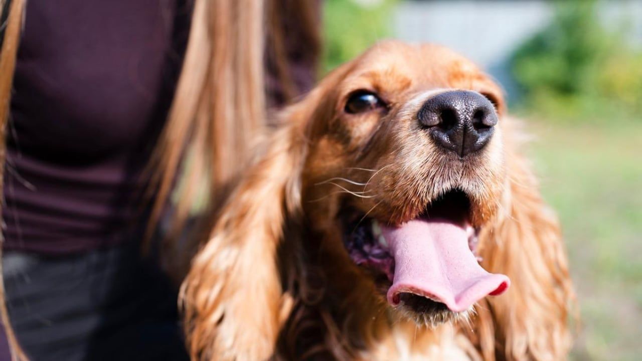 El cocker dorado, el más agresivo de los perros. Foto: Deia