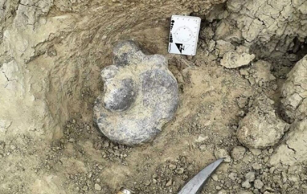 Restos fósiles de un perezoso gigante en Corrientes -