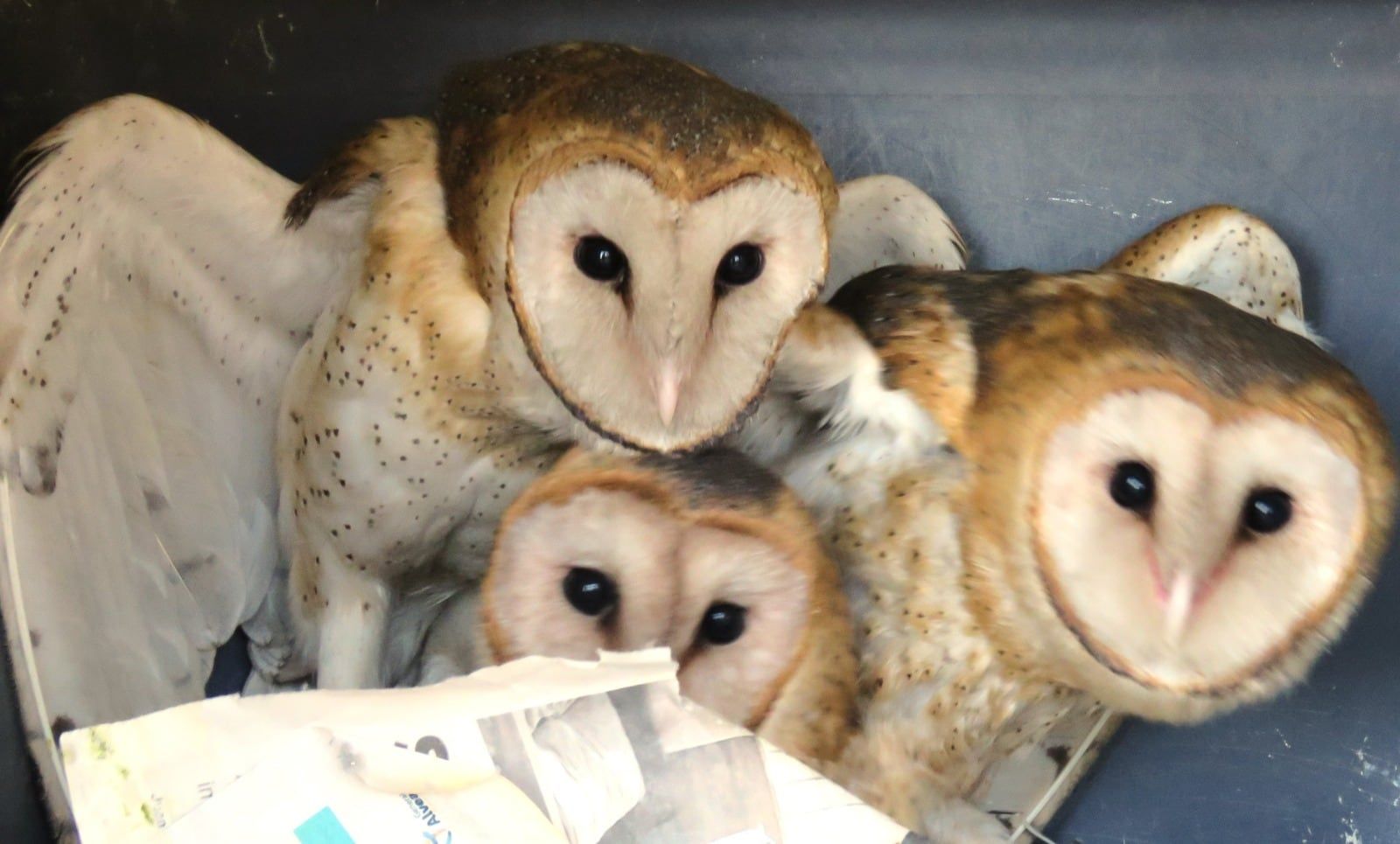 Reinsertaron a su hábitat a tres lechuzas campanario rescatadas en enero