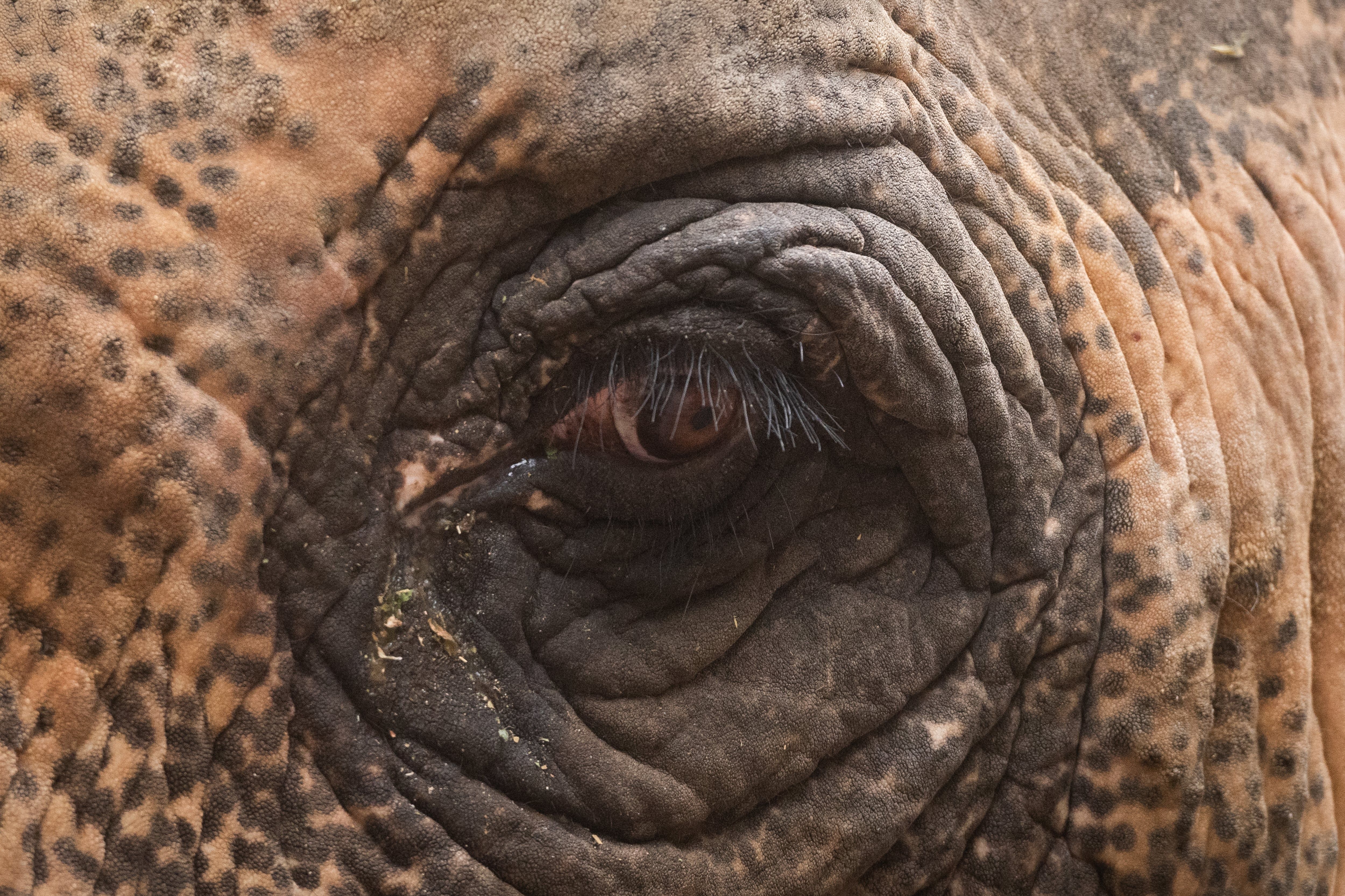 En sus miradas, en su frenético andar dentro del recinto, en las piedras y cascotes que lanzaban con su trompa: quienes alguna ves visitaron el Zoo de Mendoza no olvidarán jamás el trauma que vivían los elefantes y las elefantes en el reducido recinto.