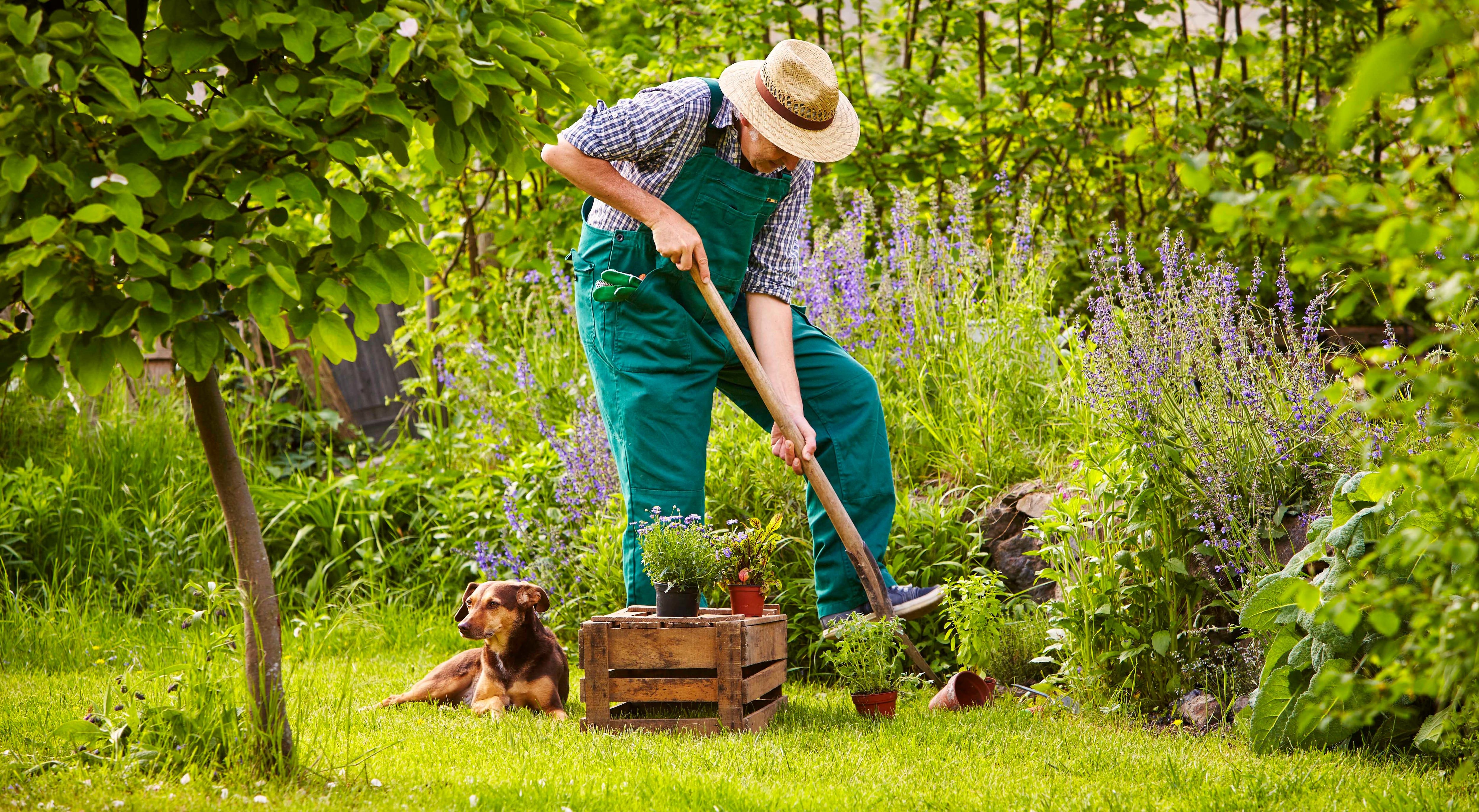 El un buen momento para fertilizar arbustos y el césped de plantas que presenten deficiencias nutricionales.