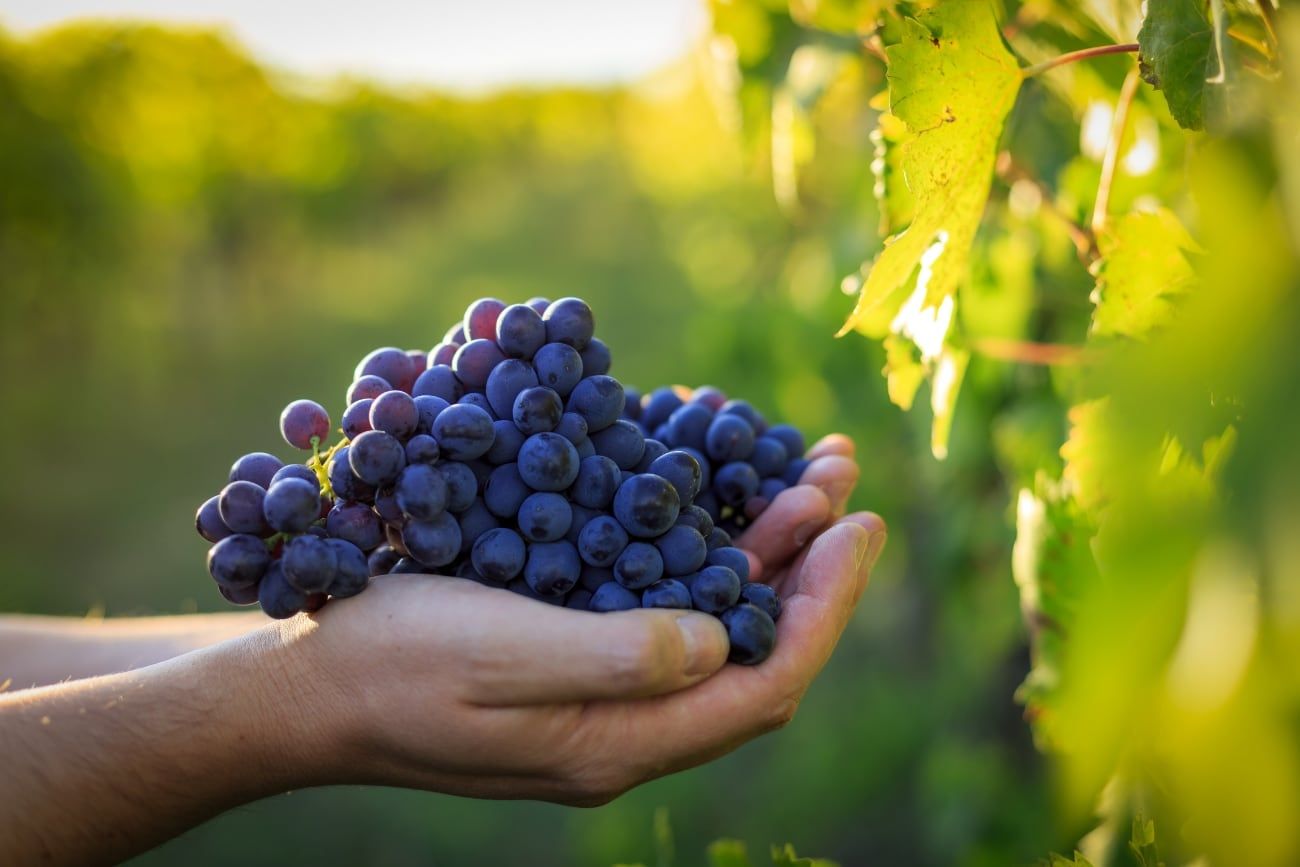 Uvas (Imagen ilustrativa)