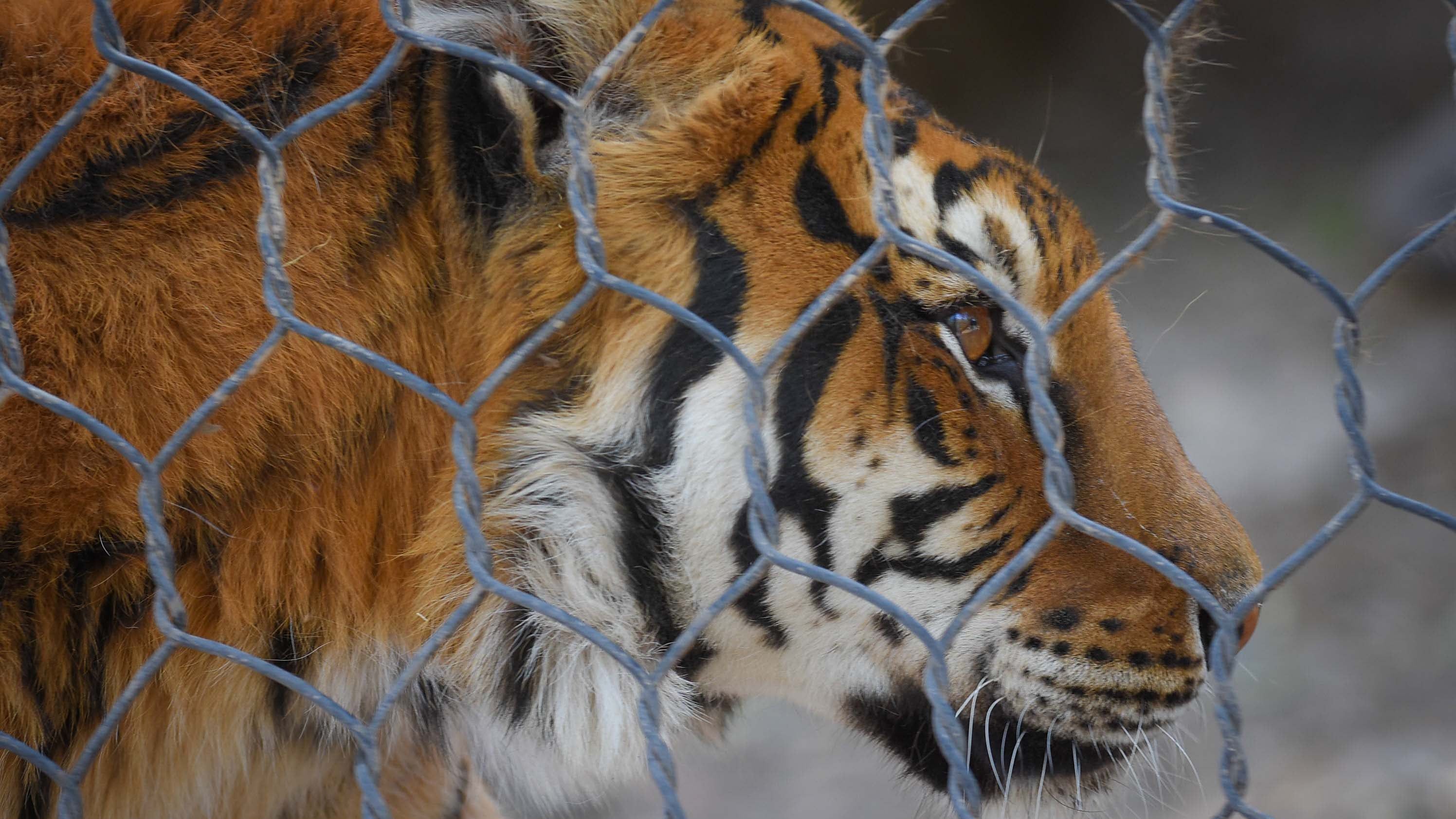 Ecoparque de Mendoza Tigre en su recinto  Mientras se esperan las obras en el actual Ecoparque algunos animales continuan en el ex zoo de Mendoza  Foto: Claudio Gutiérrez  