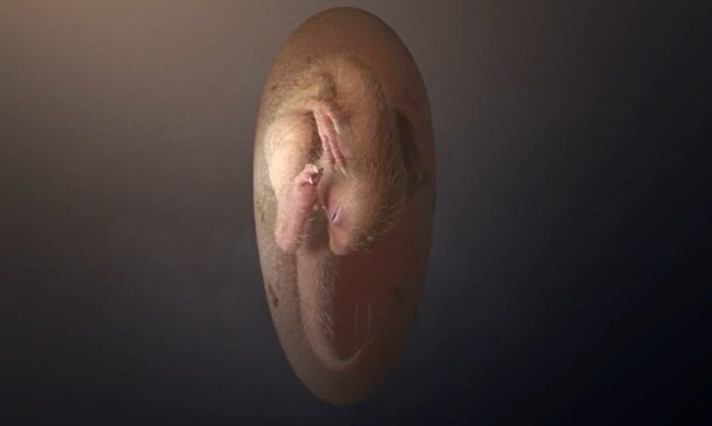 Científicos encontraron un embrión de dinosaurio en perfecto estado de conservación.