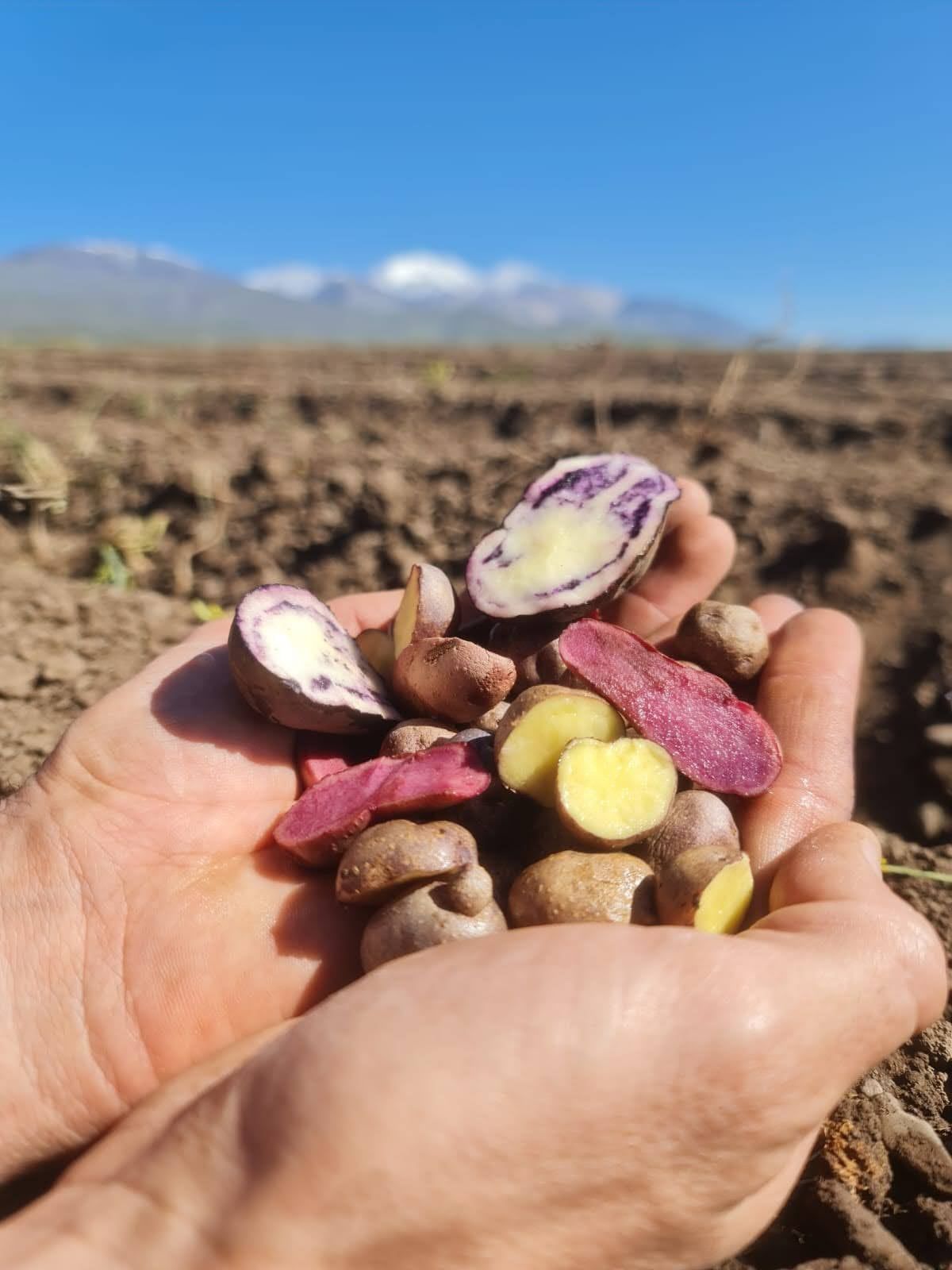 En La Carrera, Tupungato, se experimenta con papines gourmet con mayor valor y calidad.
Imagen: gentileza Quipu de los Andes.