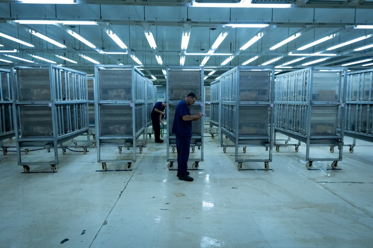 La Bioplanta de Santa Rosa es la encargada de criar el macho estéril de la mosca del Mediterráneo para el control de plagas. Creada en 2007, actualmente produce más de 400 millones de pupas estériles por semana. Jorge Glovaliscak controla la reproducción de las moscas. Foto: Ignacio Blanco / Los Andes 
