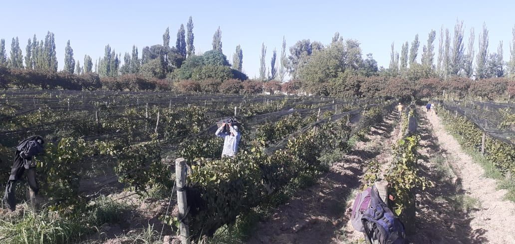 Finca de Miguel Di Carlantonio en Santa Rosa, con certificación orgánica.