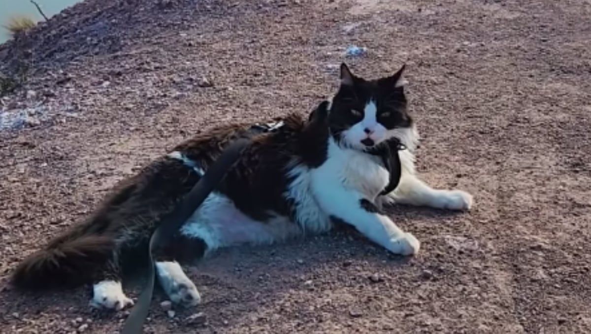 Indio, el gatito que pasea con correa en el Cañón del Atuel, es furor y recorre el país en motorhome. Foto: Instagram @viendoquepinta