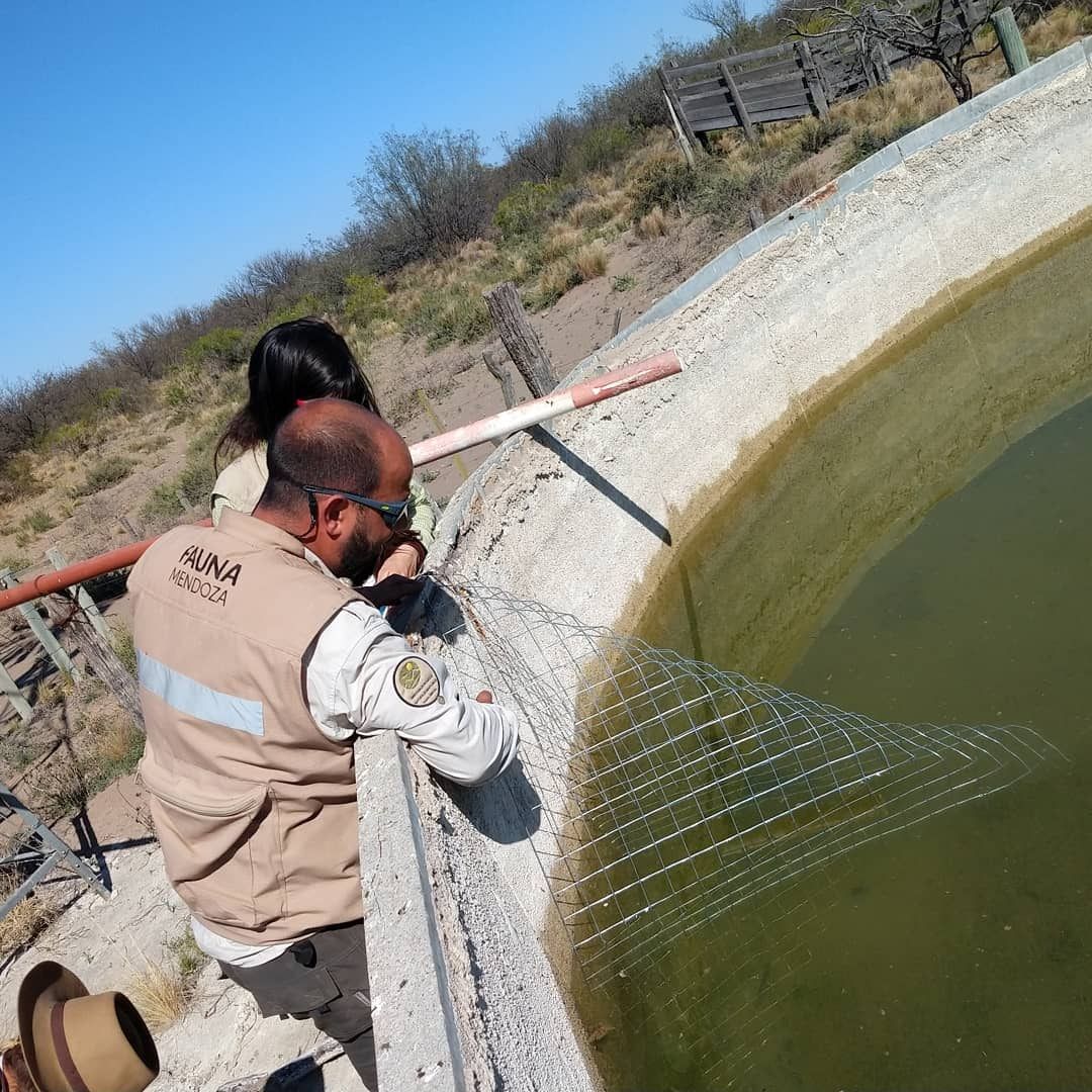 Los productores mendocinos deberán colocar rampas de escape en sus reservorios de agua para evitar el ahogamiento de especies silvestres. Foto: Dirección de Recursos Naturales y Renovables.