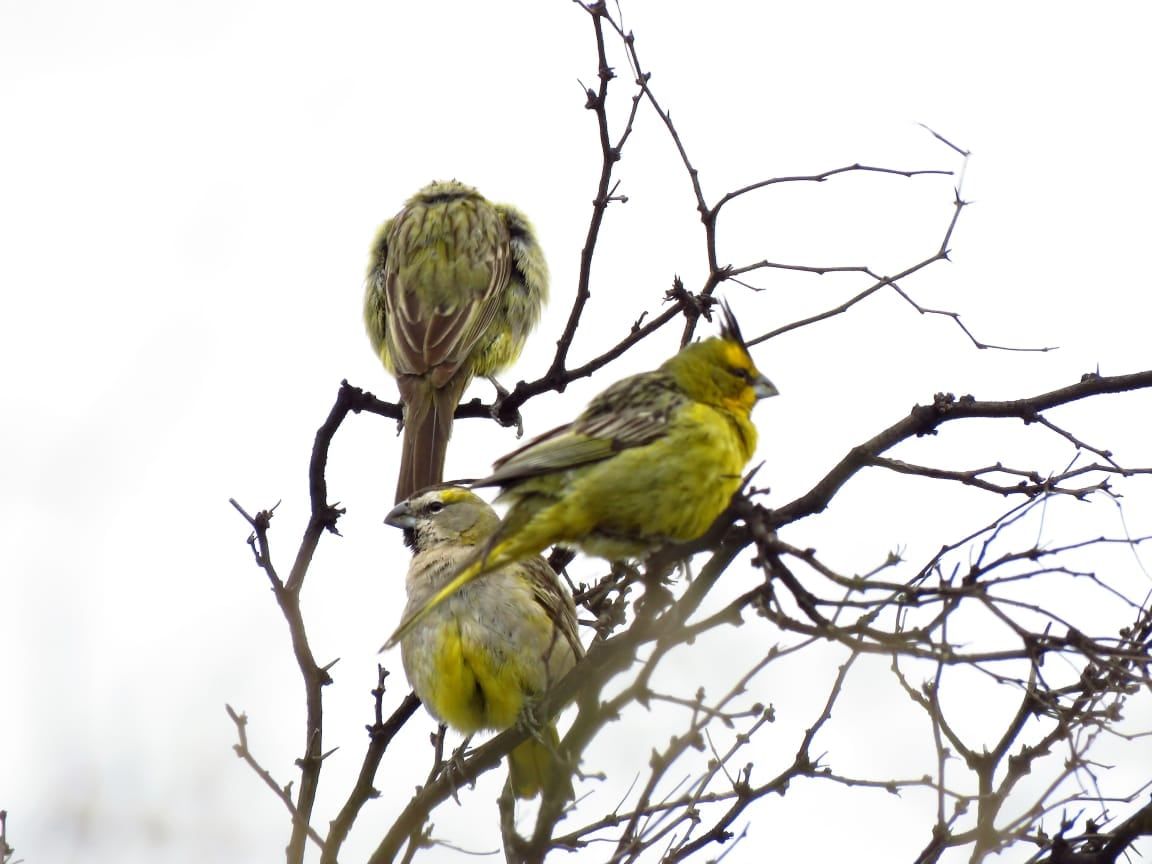 Los cardenales amarillos, otra de las aves que son víctimas frecuentes de ahogamientos en tanques y también son una especie protegida. Foto: Dirección de Recursos Naturales y Renovables.