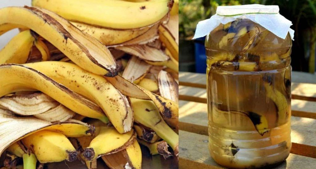 Esto ocurre si le pones cáscara de banana a las plantas del jardín