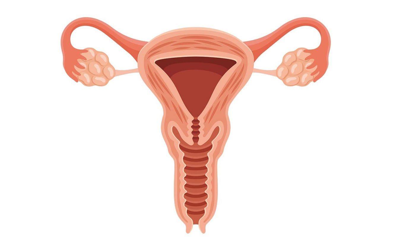 ¿Qué es una histerectomía, la intervención quirúrgica a la que se somete Cristina Kirchner? (Web)