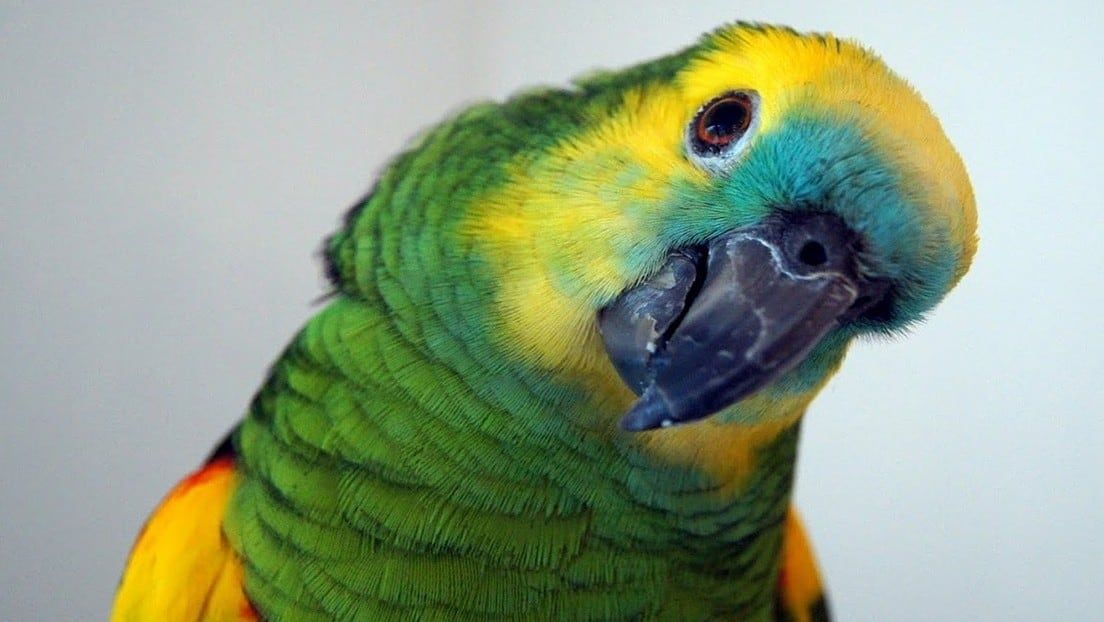 Los loros fueron testigos del marido engañado en el juicio