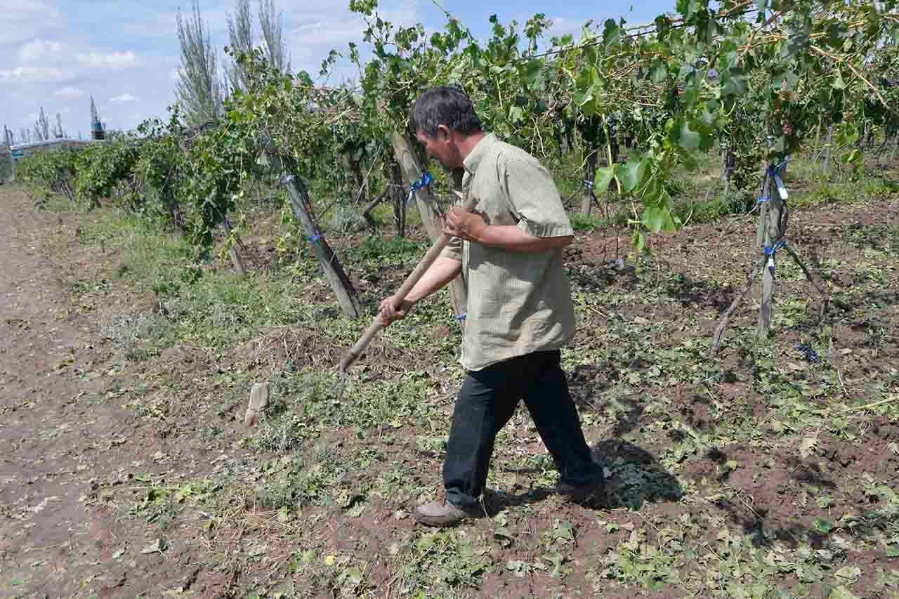 Tormenta de granizo en  Philipps  en el Departamento de Junín  Edgardo Sosa perdió sus cinco hectáreas de uva criolla Foto: Orlando Pelichotti