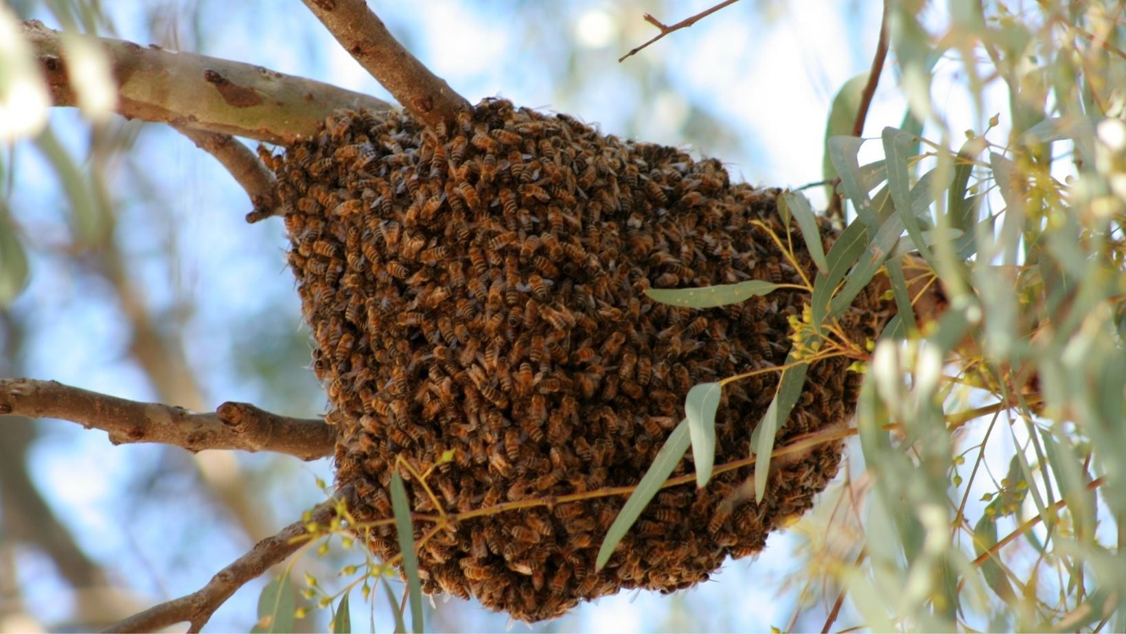 Extremar cuidados en caso de picaduras múltiples