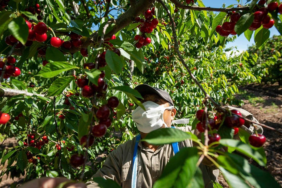 Cosecha de cerezas en una finca de Perdriel, Lujan de Cuyo.