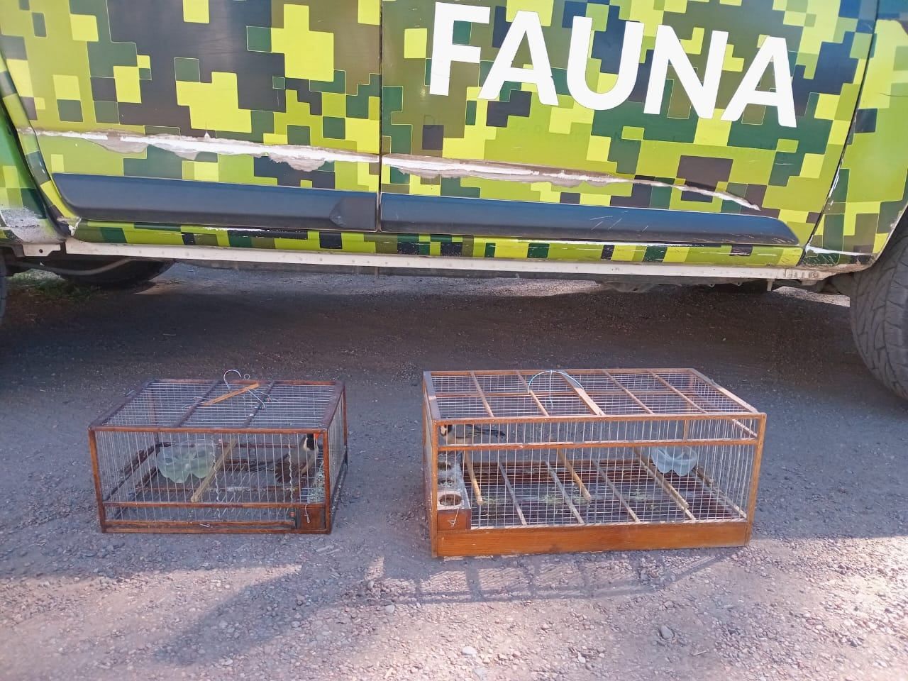 Los animales fueron rescatados y los responsables están a disposición de la Justicia. Prensa Gobierno