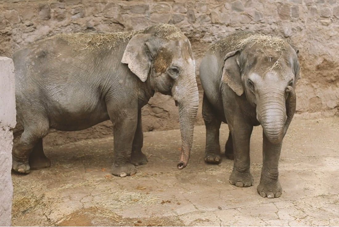 ¡Por fin libres! Pocha y Guillermina ya están en el Santuario de Brasil. Foto: Archivo Los Andes.