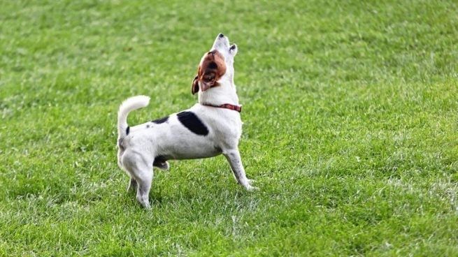 Esto significa soñar con perros ladrando.