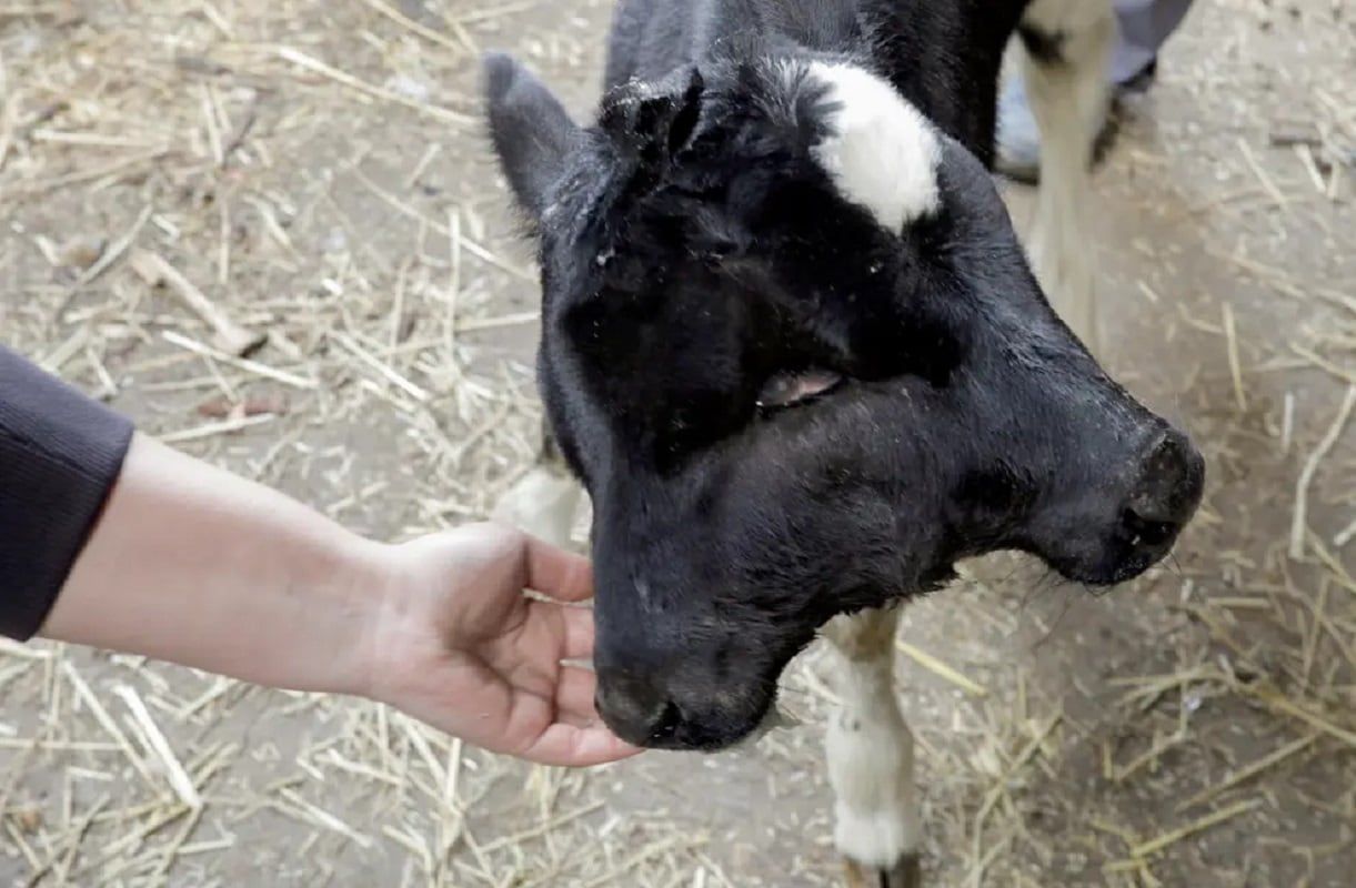 El animal nació con policefalia -