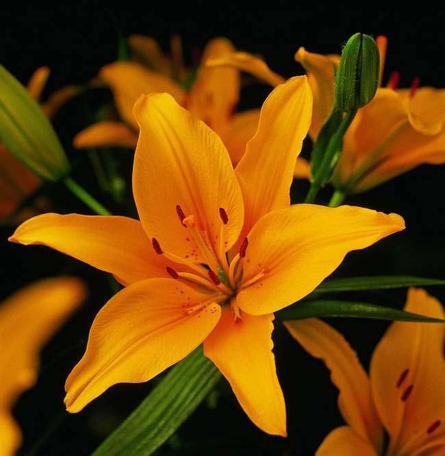 Dejemos de regar las plantas de Lillium a medida que veamos que se secan sus tallos. Así, los bulbillos de la base irán engordando, para convertirse en vigorosas plantas al año siguiente.