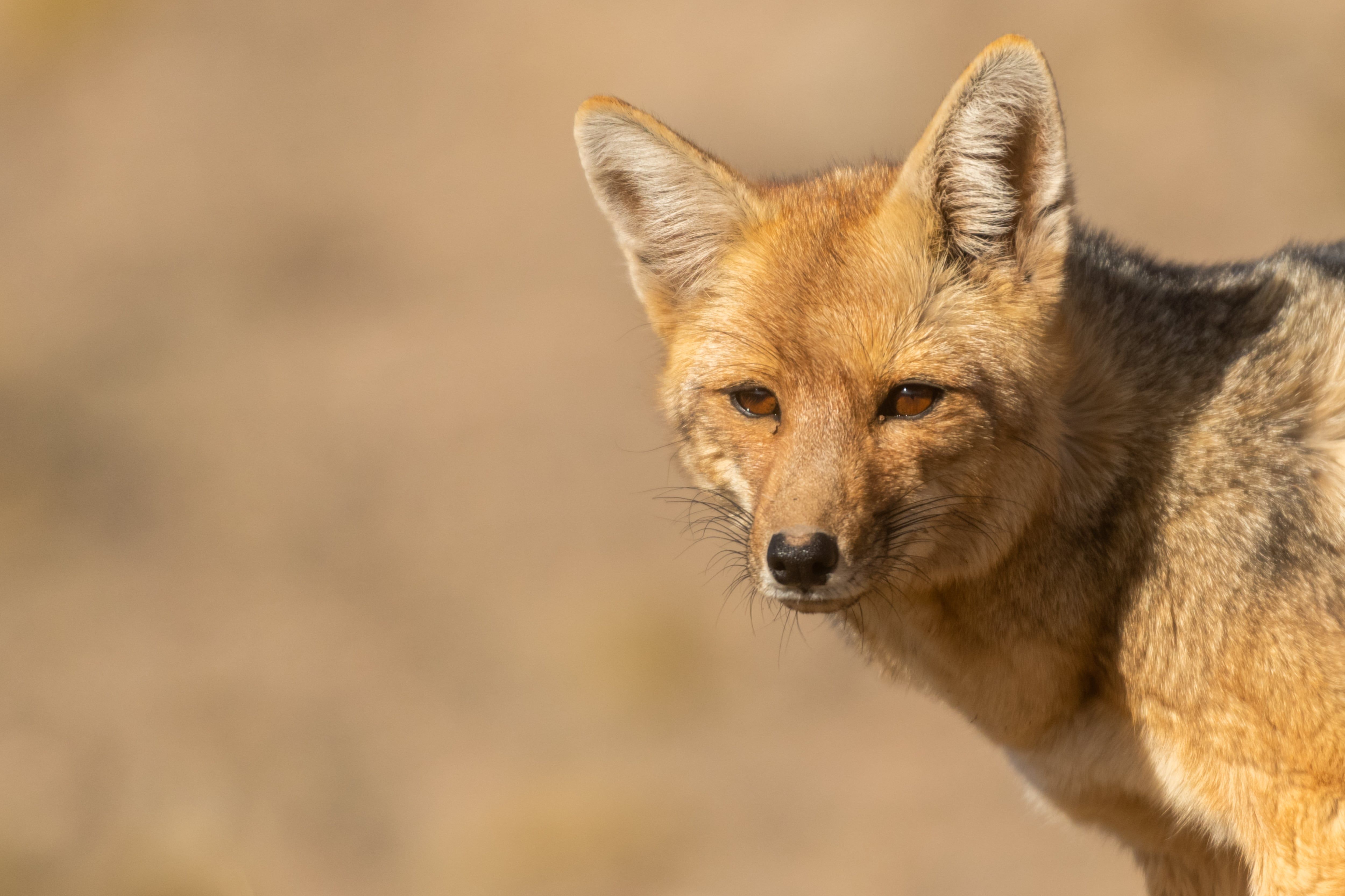 Mendoza 10 de junio de 2020 Sociedad, Reserva Natural Villavicencio El cuerpo de Guardaparques de la Reserva Natural Villavicencio realiza un atrabajo de conservacion y prevencion de la caceria ilegal. Gracias a este trabajo se comenzo a recuperar la poblacion de las destintas especies que habitan la montana mendocina.     Zorro Colorado   Foto: Ignacio Blanco / Los Andes Zorro