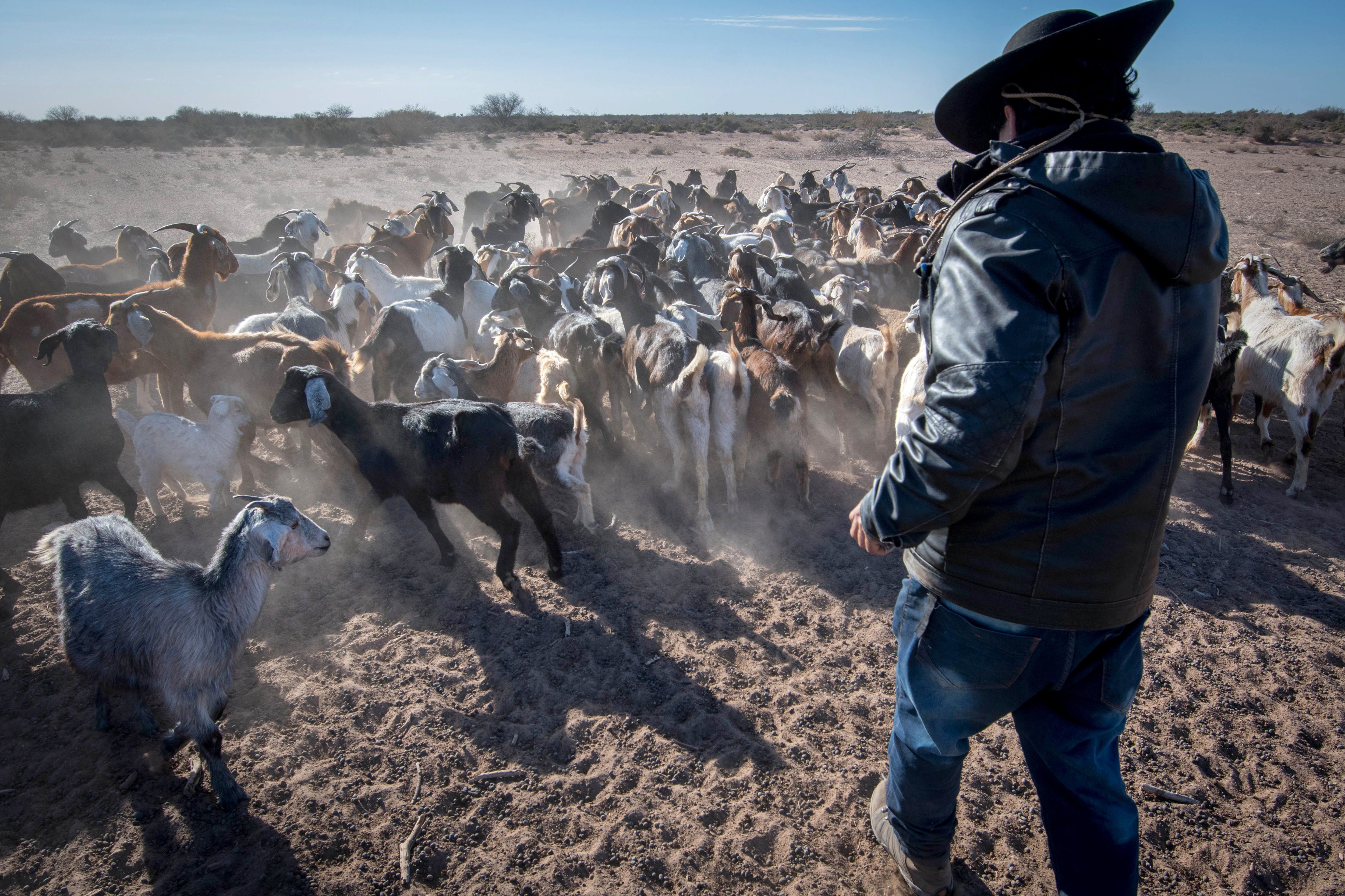 En el Puesto Díaz, Antonio Díaz es uno de los productores de chivos y cabras, se ven oblgados a sacar sus animales, a pastar por largas caminatas, debido a que el alimento escasea por la sequía. 
Foto: Orlando Pelichotti/ Los Andes