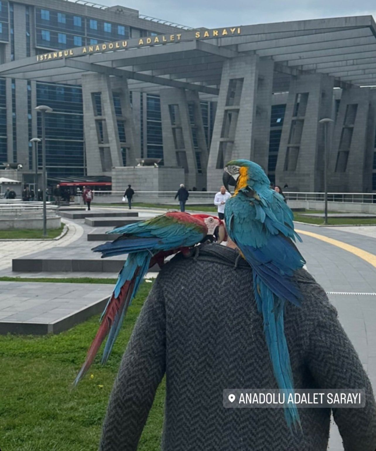 El hombre llevando a sus loros sobre la espalda para que declaren como testigos.