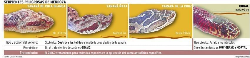 Serpientes peligrosas en Mendoza -