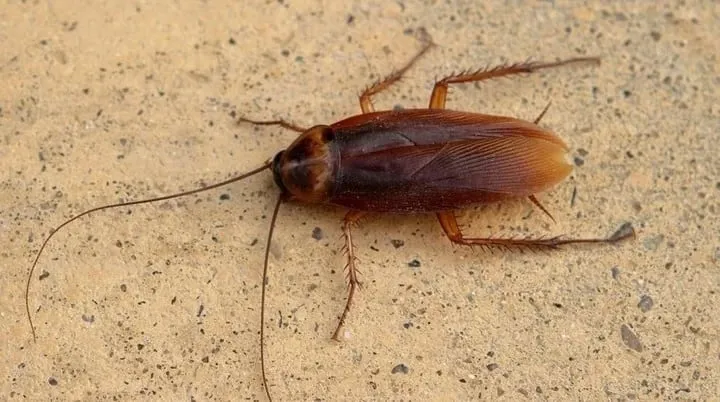 Esto significa soñar con cucarachas.