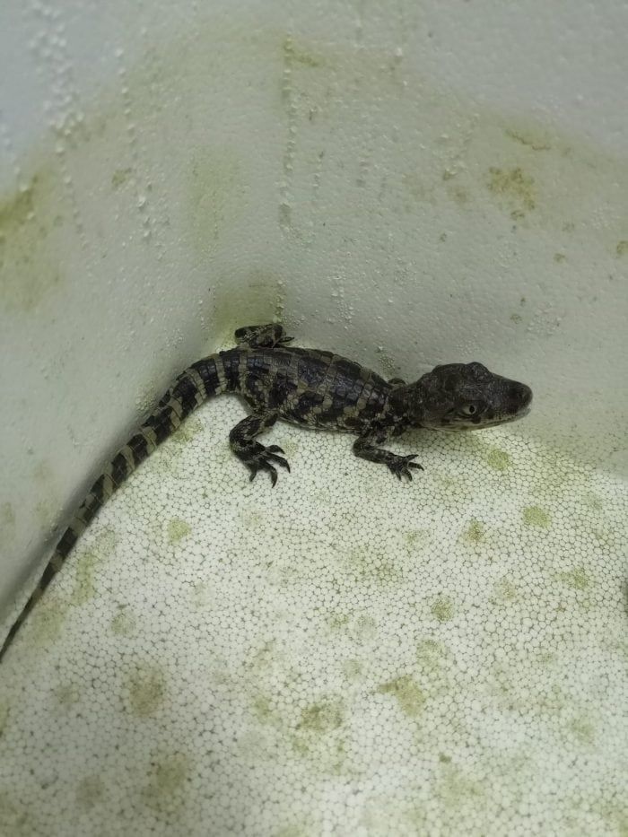 Los animales rescatados estaban en un domicilio particular de Luján de Cuyo. Foto: Gobierno de Mendoza.