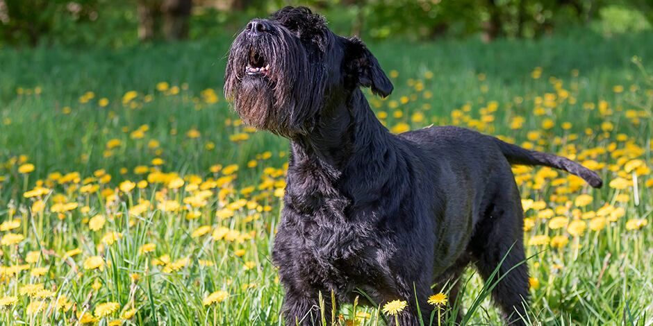 Estas son las razones por las que los perros aúllan. (Web).