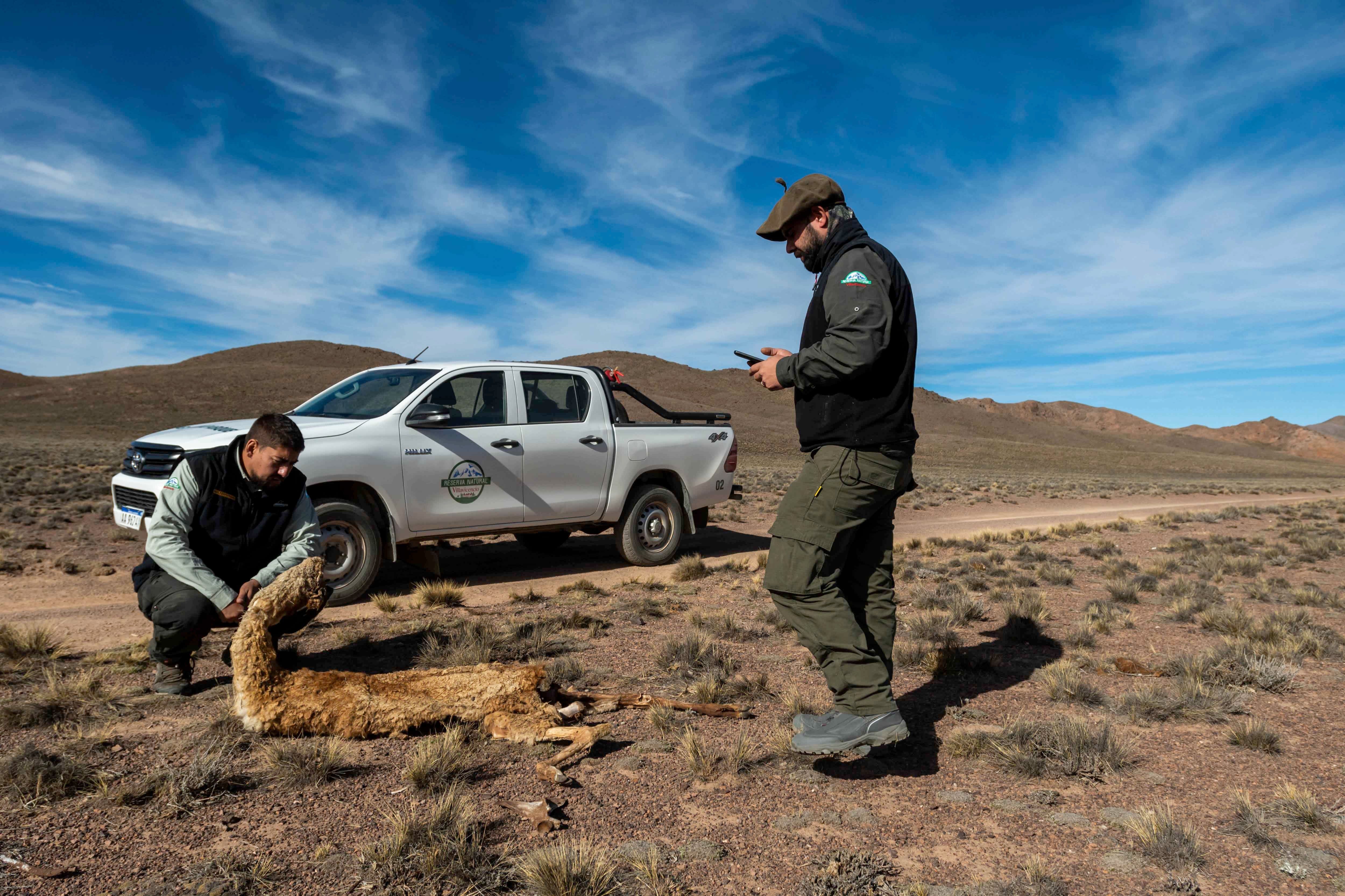 Mendoza 10 de junio de 2020 Sociedad, Reserva Natural Villavicencio El cuerpo de Guardaparques de la Reserva Natural Villavicencio realiza un atrabajo de conservacion y prevencion de la caceria ilegal. Gracias a este trabajo se comenzo a recuperar la poblacion de las destintas especies que habitan la montana mendocina.     Los guardaparques Martin Perez y Emilio Correa un guanaco muerto que fue victima de los cazadores furtivos    Foto: Ignacio Blanco / Los Andes guanaco montana