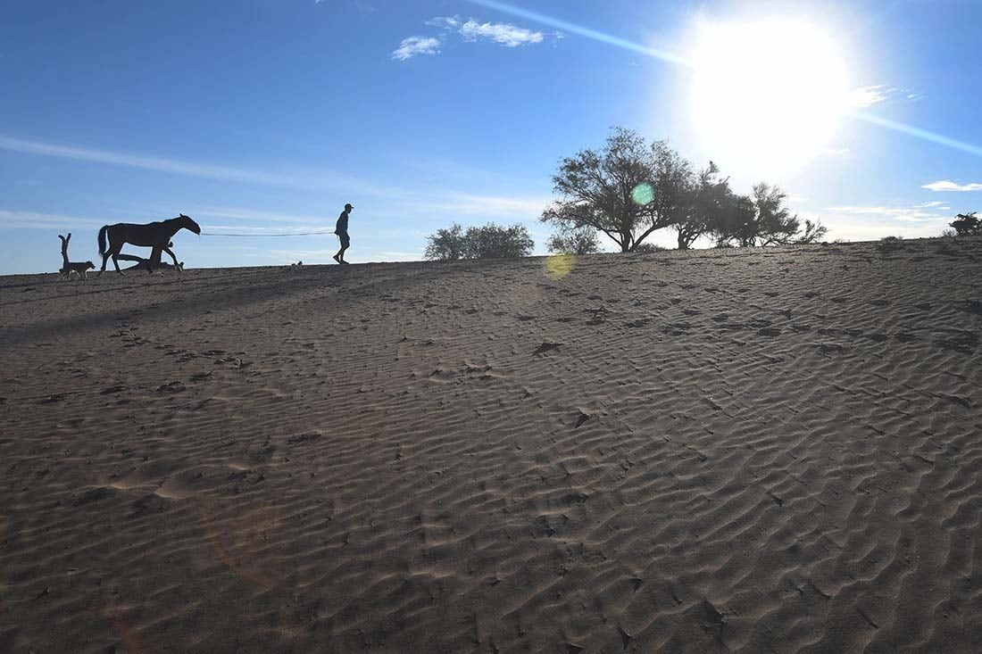 Los animales mueren de sed y de hambre al no haber pasto por la escasez de lluvia. Foto José Gutiérrez