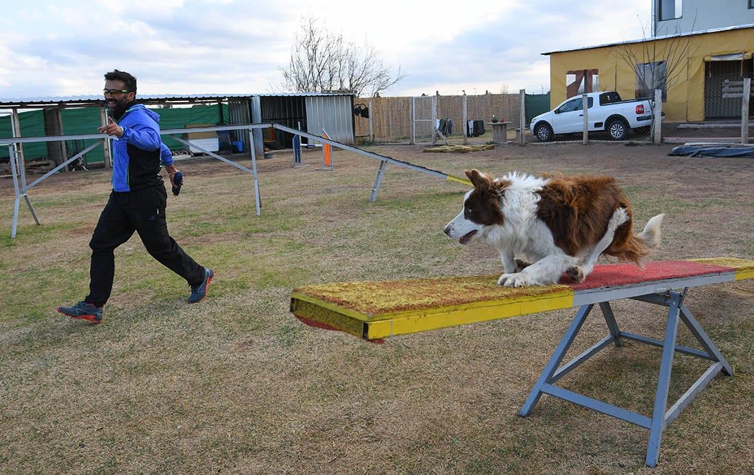Gustavo de la escuela de Agility Choco Malbec, con Noah durante un entrenamiento. Agility es una modalidad competitiva donde un guía dirige a un perro sobre una serie de obstáculos.