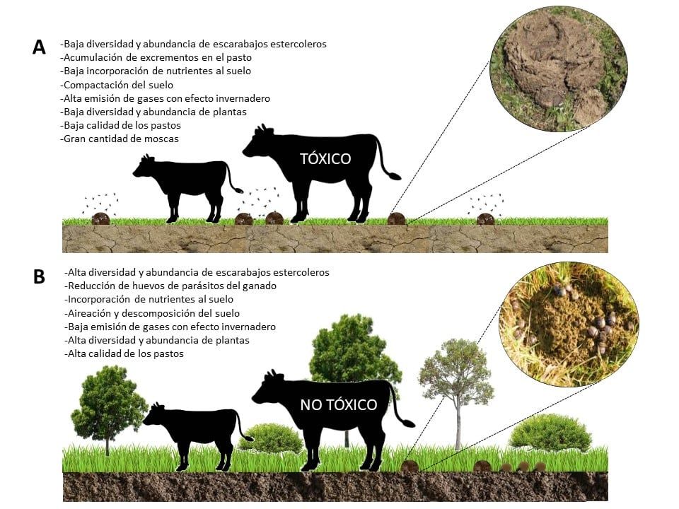 Efectos del uso de antiparasitarios. 
A) Efectos del uso de antiparasitarios tóxicos (ivermectina, moxirectina, eprionomectina, doramectina) sobre la diversidad de escarabajos estercoleros, y el suelo.
B) Efectos positivos del uso de antiparasitarios no tóxicos (timol, carvacrol, cinamaldehído) sobre los escarabajos estercoleros y el suelo.